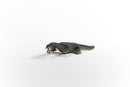 Schleich Nothosaurus Dinosaur Figure Realistic Prehistoric Sea Creature Toy